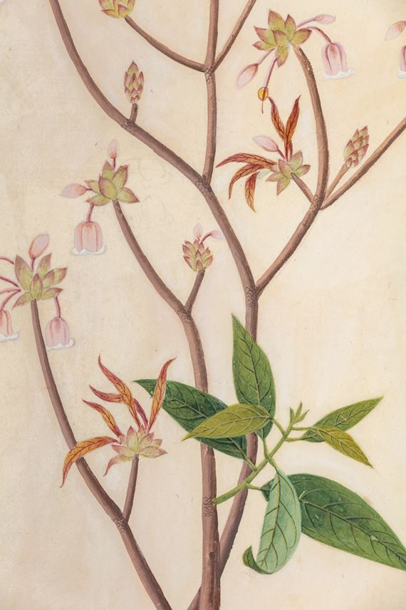 A set of seven botanical paintings | MasterArt